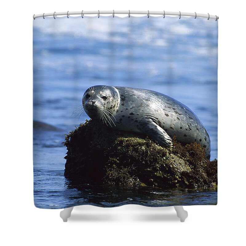 Feb0514 Shower Curtain featuring the photograph Harbor Seal Pacific Coast North America by Gerry Ellis