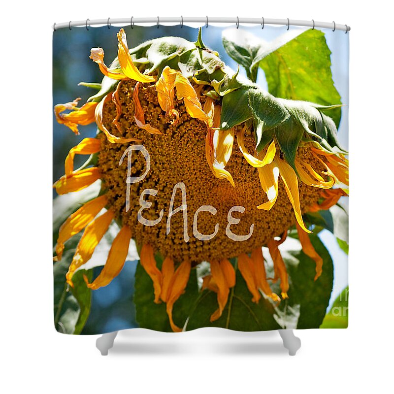 Sunflower Shower Curtain featuring the photograph Harvesting Peace by Gwyn Newcombe