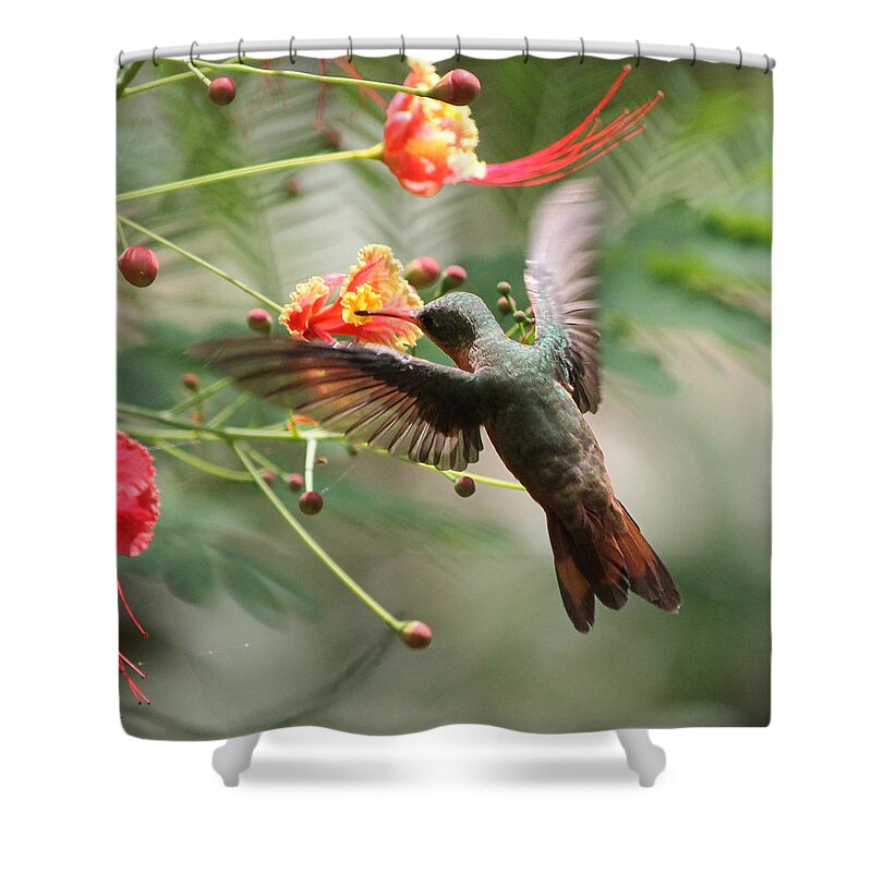 Hummingbird Shower Curtain featuring the photograph Haunting Hummingbird by Nathan Miller