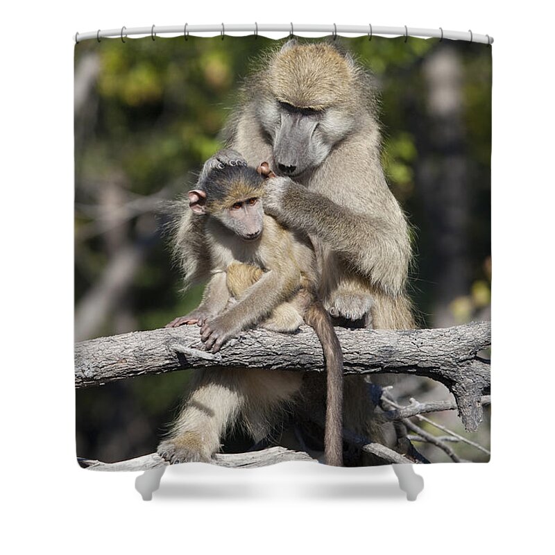 Animal Behaviour Shower Curtain featuring the photograph Have you cleaned behind your ears by Liz Leyden