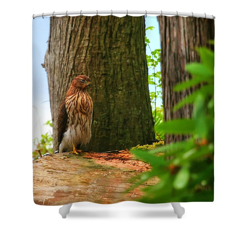 Hawk Shower Curtain featuring the photograph Hawk Eyes by Tap On Photo