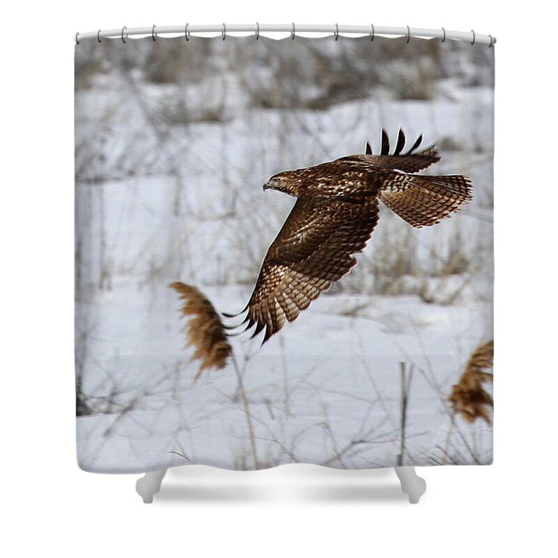 Hawk Shower Curtain featuring the photograph Hawk in Flight by Marty Fancy