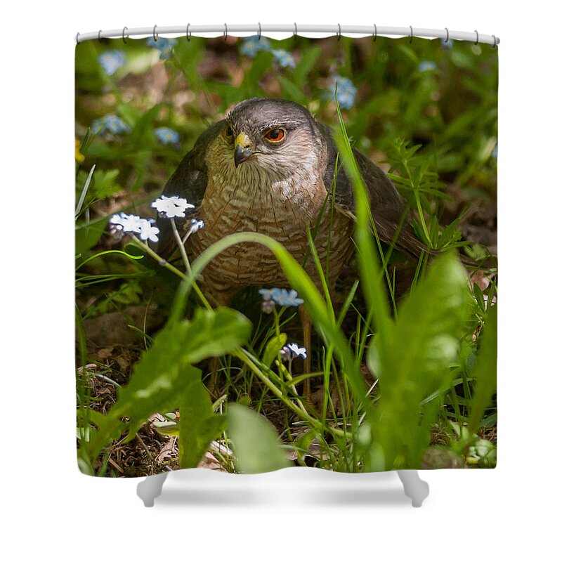 Bird Shower Curtain featuring the photograph Hawk in the Grass by Richard Kitchen