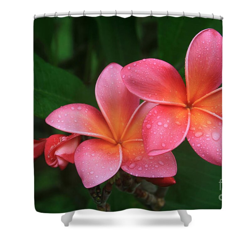 Pink Plumeria Shower Curtain featuring the photograph He pua laha ole Hau oli Hau oli oli Pua Melia hae Maui Hawaii Tropical Plumeria by Sharon Mau