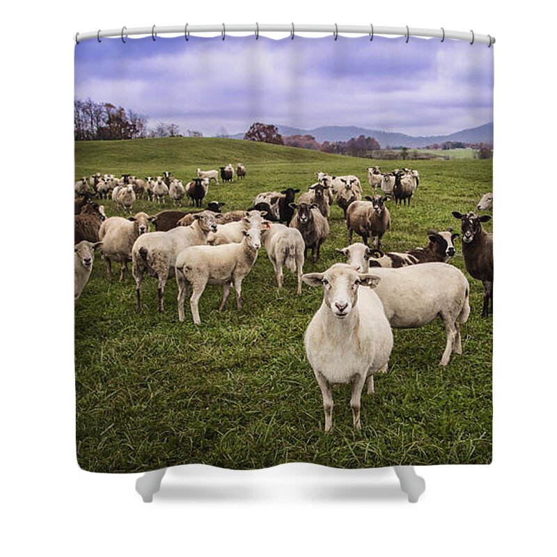 Sheep Shower Curtain featuring the photograph Hear My Voise by Jaki Miller