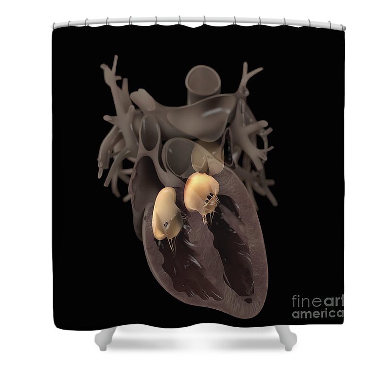Circulation Shower Curtain featuring the photograph Heart Anatomy by Science Picture Co