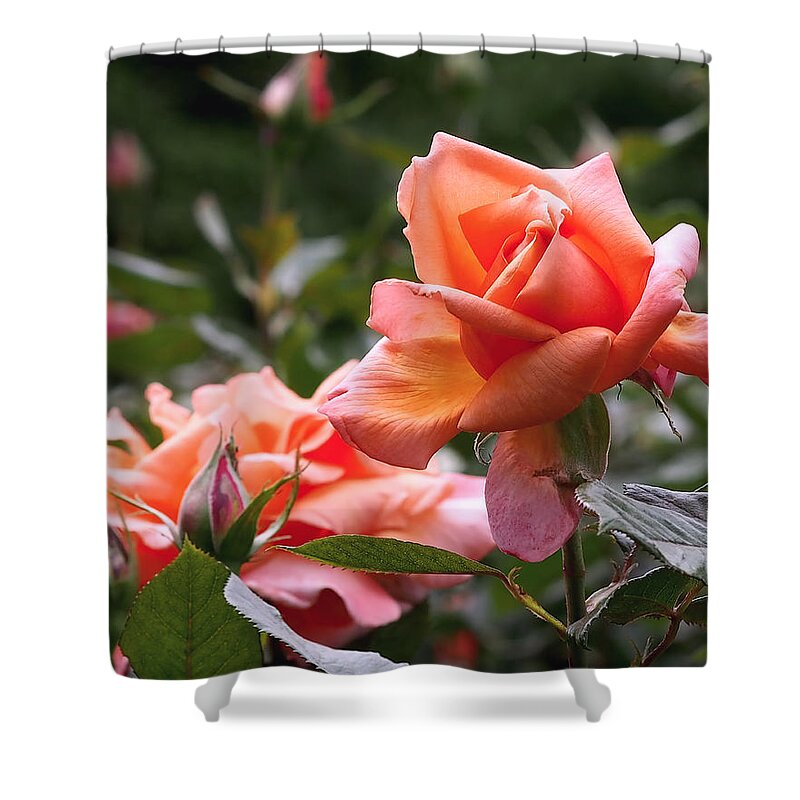 Roses Shower Curtain featuring the photograph Heart of Gold Roses by Rona Black