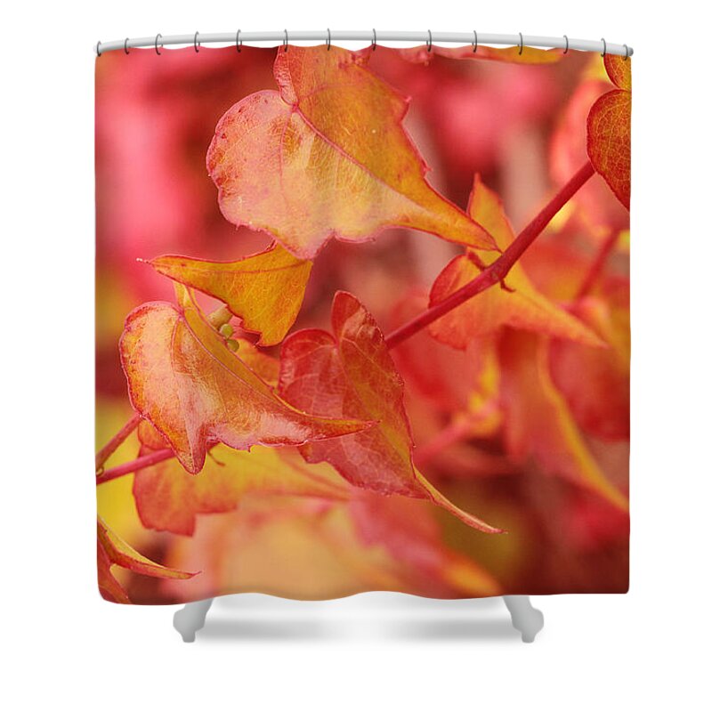 Coral Shower Curtain featuring the photograph Hearts A Flutter by Connie Handscomb