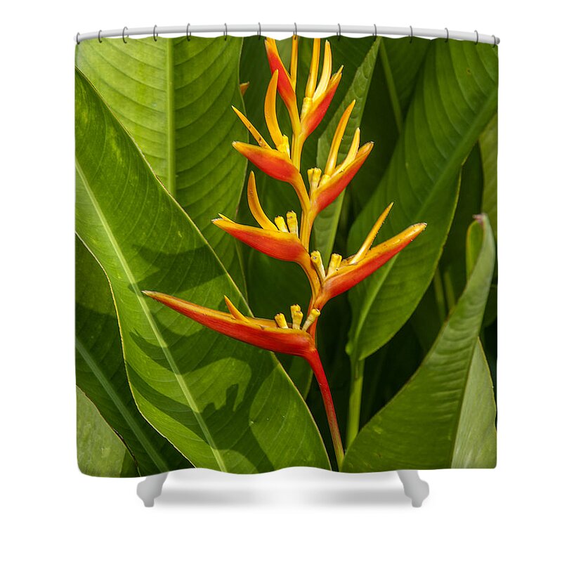 Nature Shower Curtain featuring the photograph Heliconia DTHB1639 by Gerry Gantt