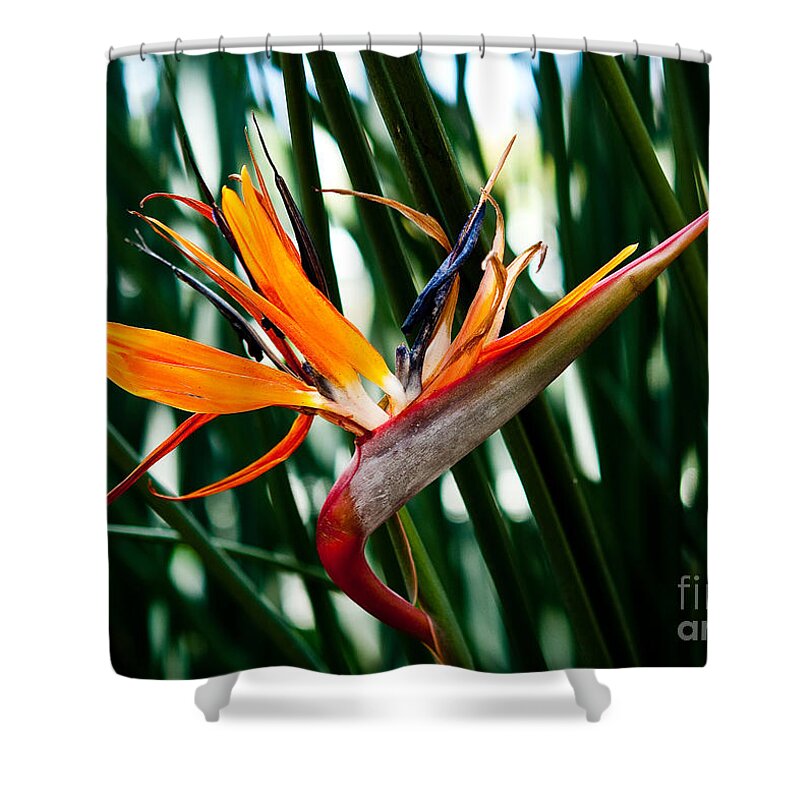 Heliconia Shower Curtain featuring the painting Heliconia by Shijun Munns