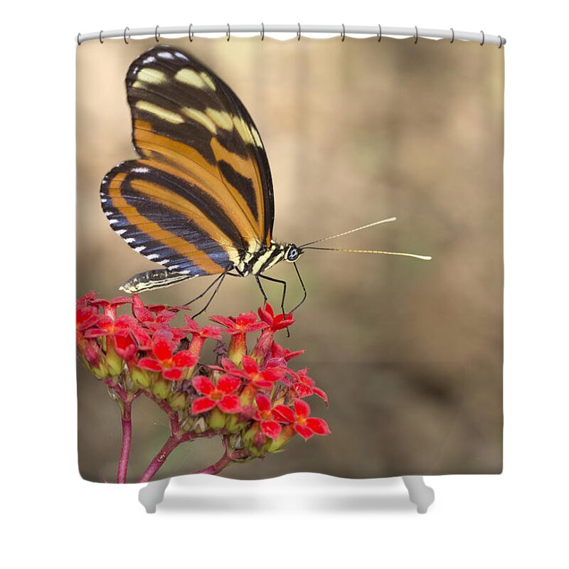 536560 Shower Curtain featuring the photograph Heliconius Butterfly Sipping On Nectar by Scott Leslie