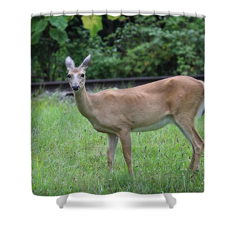 Wildlife Shower Curtain featuring the photograph Hello Deer by Anthony Trillo