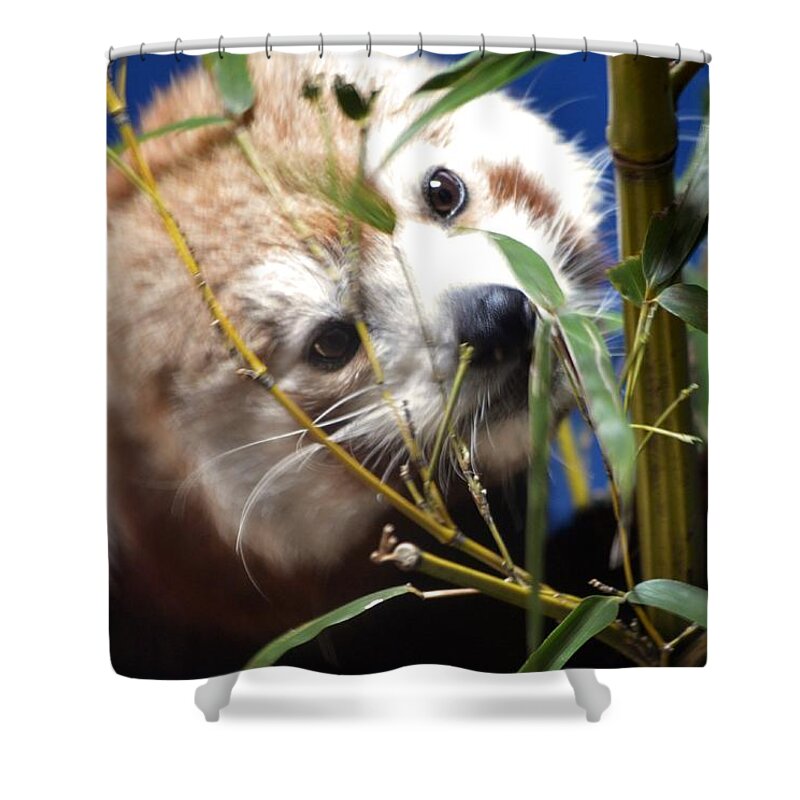 Hello There Shower Curtain featuring the photograph Hello There by Maria Urso