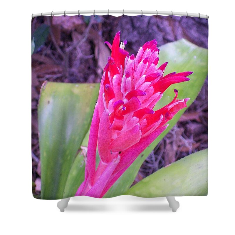Red Bromeliad Just Starting To Bloom. Shower Curtain featuring the photograph Hello World by Belinda Lee
