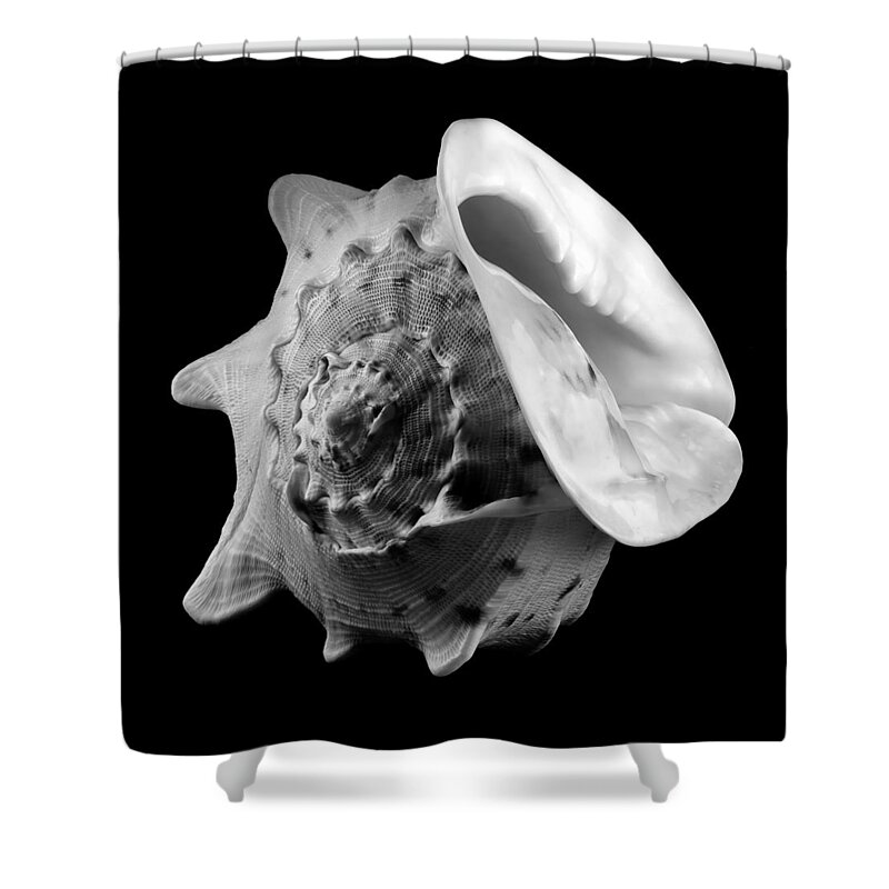 Sea Shell Shower Curtain featuring the photograph Helmet Shell by Jim Hughes