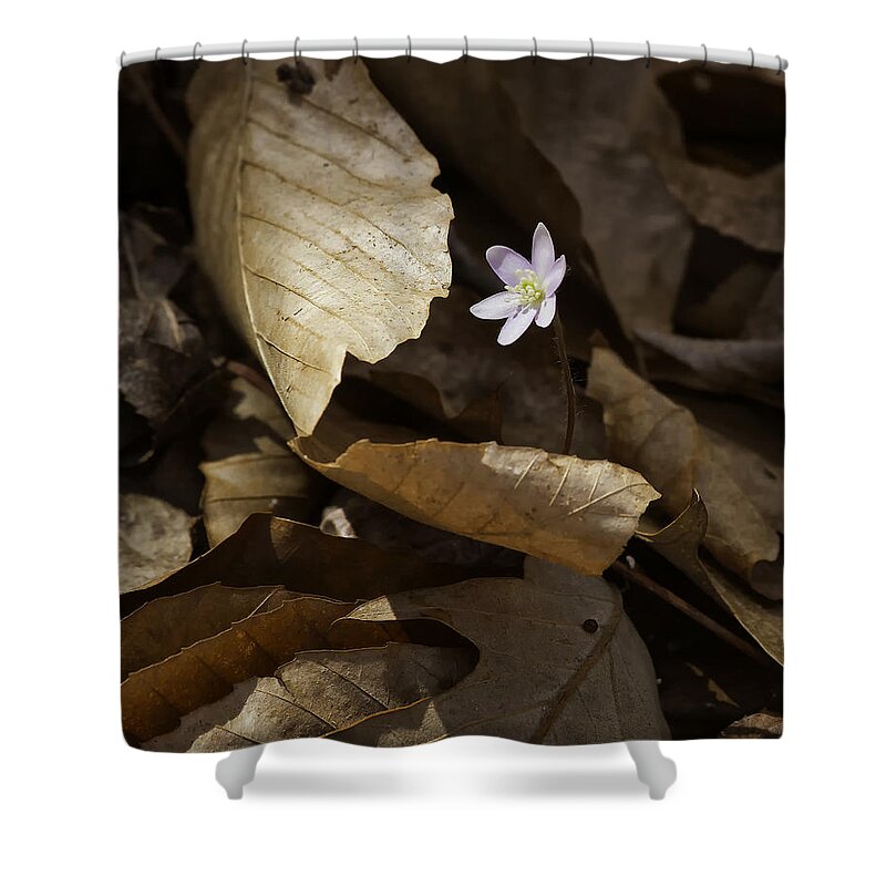Sharp Lobed Hepatica Shower Curtain featuring the photograph Hepatica in Filtered Light by Michael Dougherty