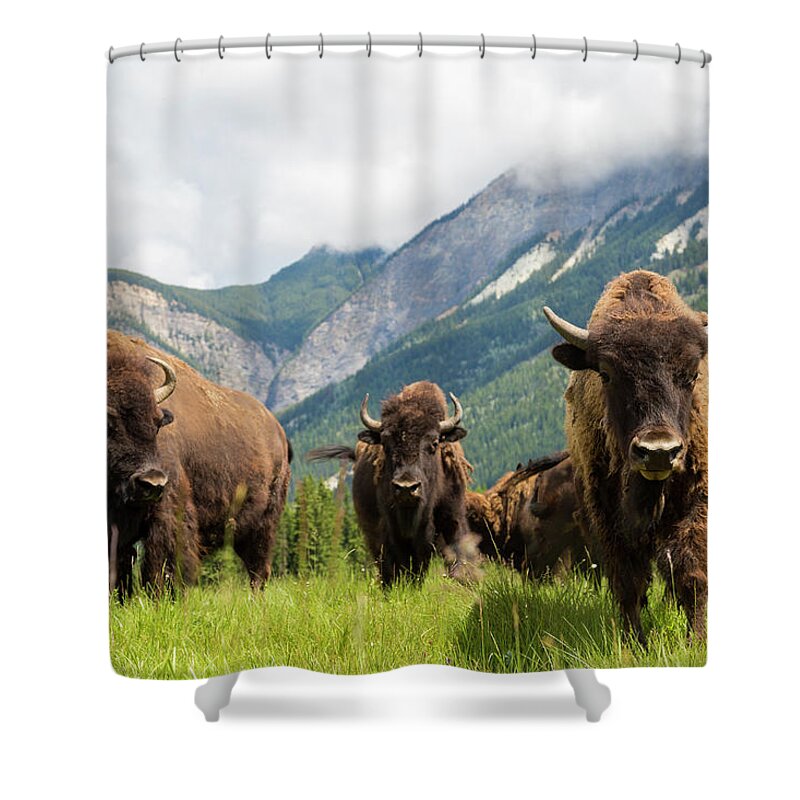 Horned Shower Curtain featuring the photograph Herd Of Buffalo Or Bison, Alberta by Peter Adams