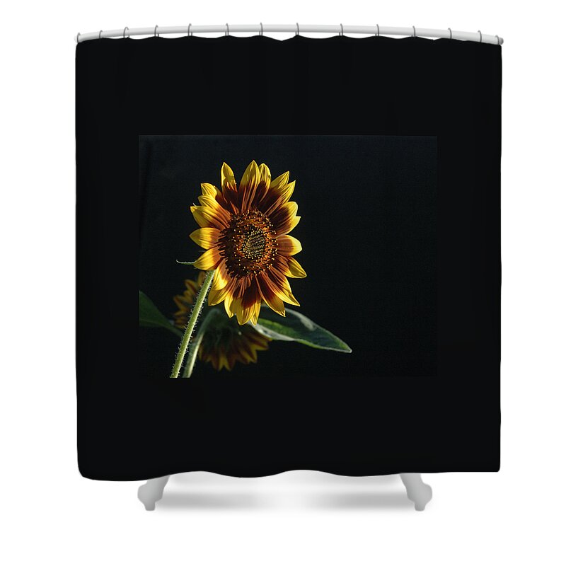 Summer Shower Curtain featuring the photograph Here Comes The Sun Flower by Tom Wurl