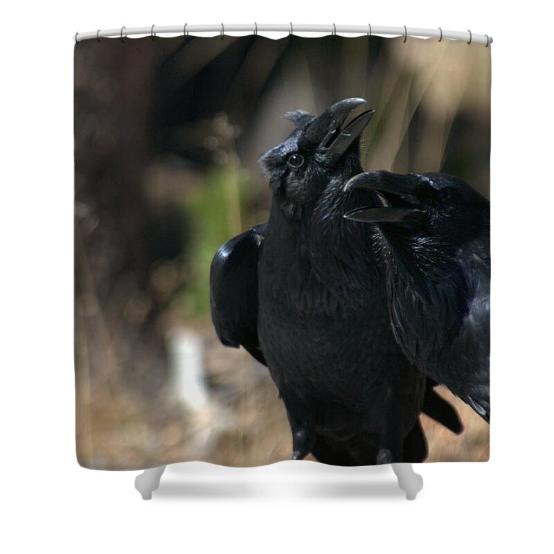 Raven Shower Curtain featuring the photograph Here he is by Frank Madia