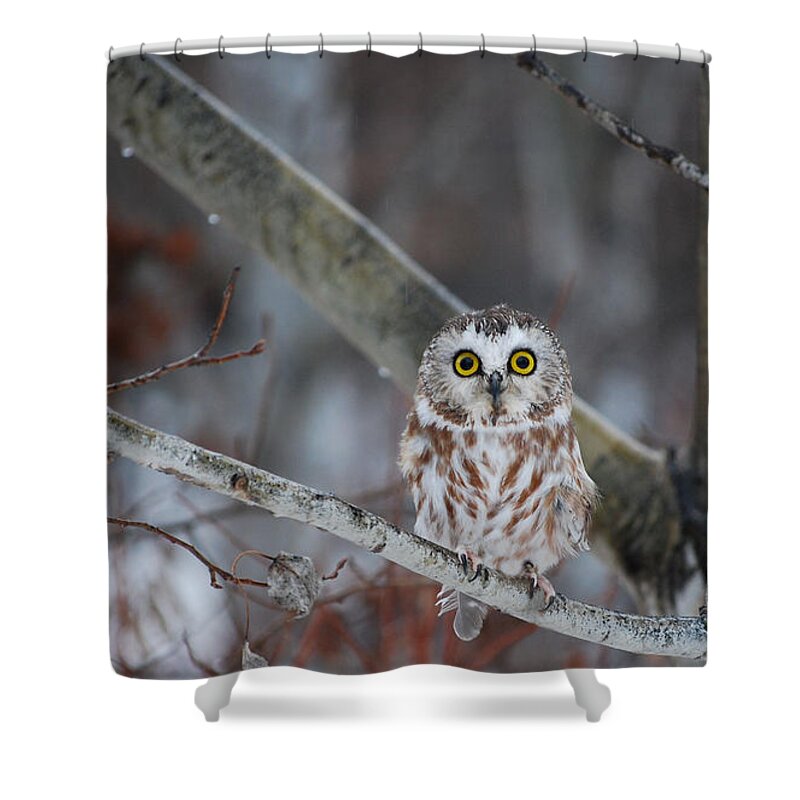 Owl Shower Curtain featuring the photograph Here's Looking at You by Sharon Elliott