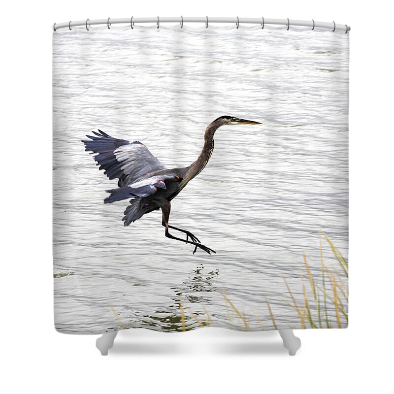 Crane Shower Curtain featuring the photograph Great Blue Heron Landing in Shallow Water by William Kuta