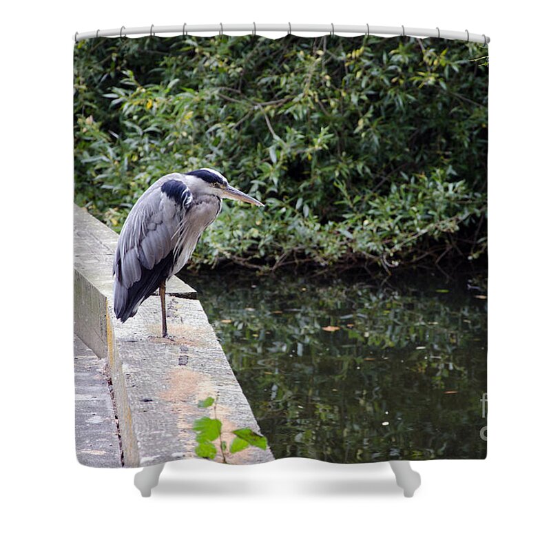 Heron Shower Curtain featuring the photograph Heron of Buckingham by Laurel Best