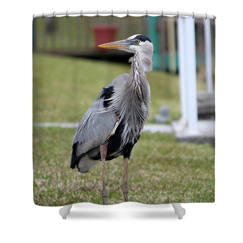 Blue Heron Shower Curtain featuring the photograph Heron On The Edge by Debbie Hart