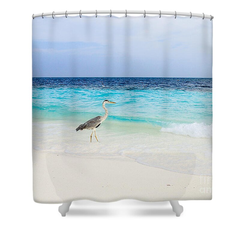 Animal Shower Curtain featuring the photograph Heron Takes A Walk At The Beach by Hannes Cmarits