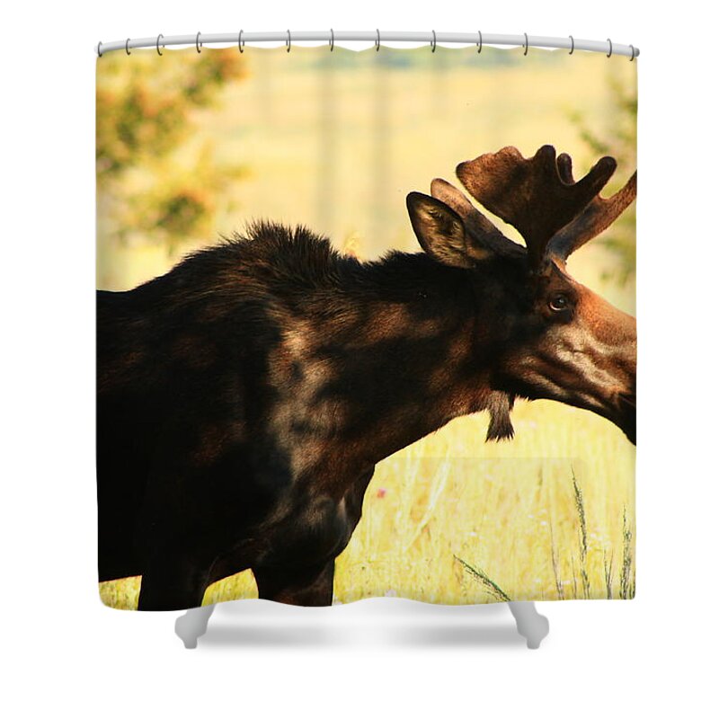 Moose Shower Curtain featuring the photograph Hey I'm eating by Catie Canetti