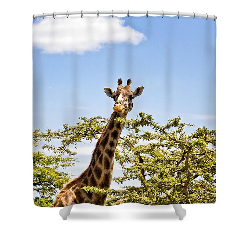 Giraffe Shower Curtain featuring the photograph Hey you by Perla Copernik