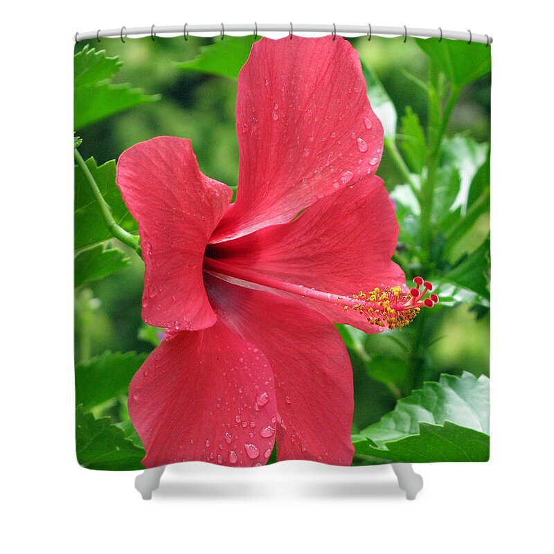 Hibiscus Shower Curtain featuring the photograph Hibiscus - After The Rain - 15 by Pamela Critchlow