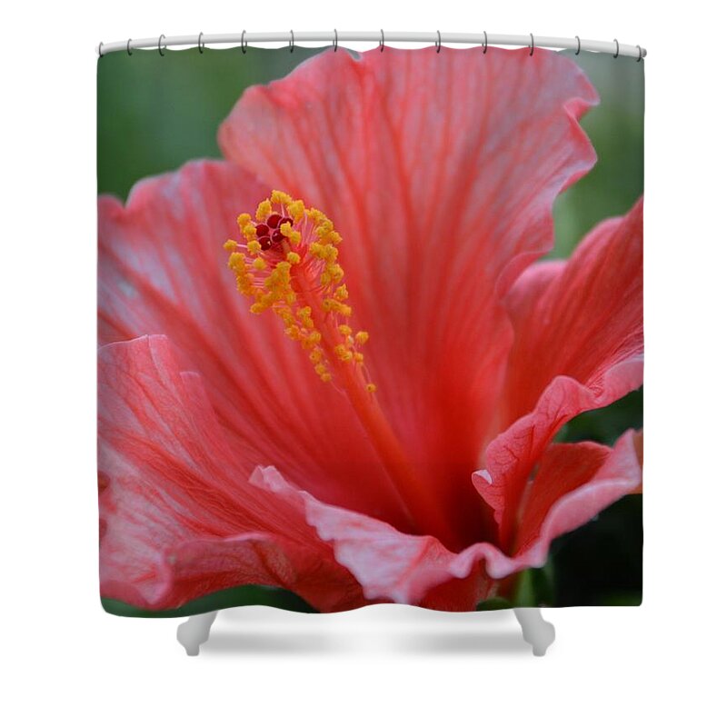 Hibiscus Shower Curtain featuring the photograph Hibiscus Beauty by Linda Bailey