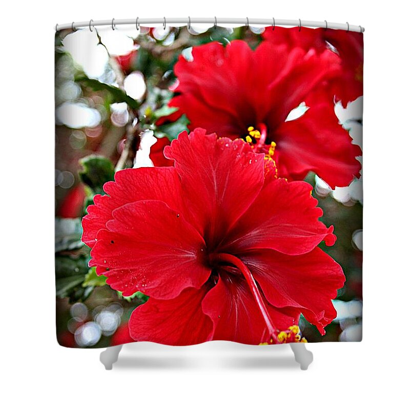 Hibiscus Flowers Shower Curtain featuring the photograph Hibiscus Perspective by Clare Bevan