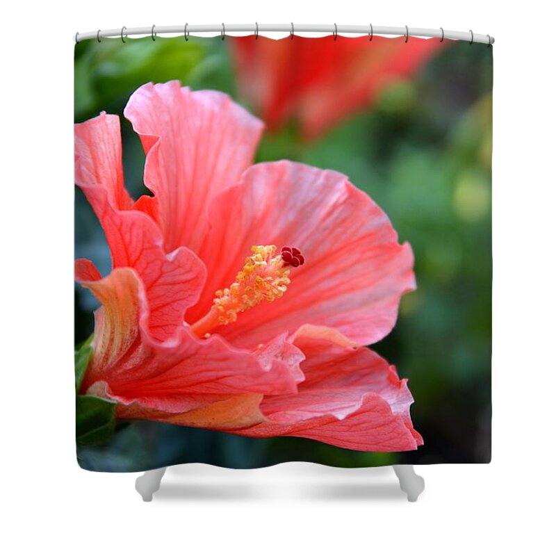 Hibiscus Shower Curtain featuring the photograph Hibiscus summer by Linda Bailey