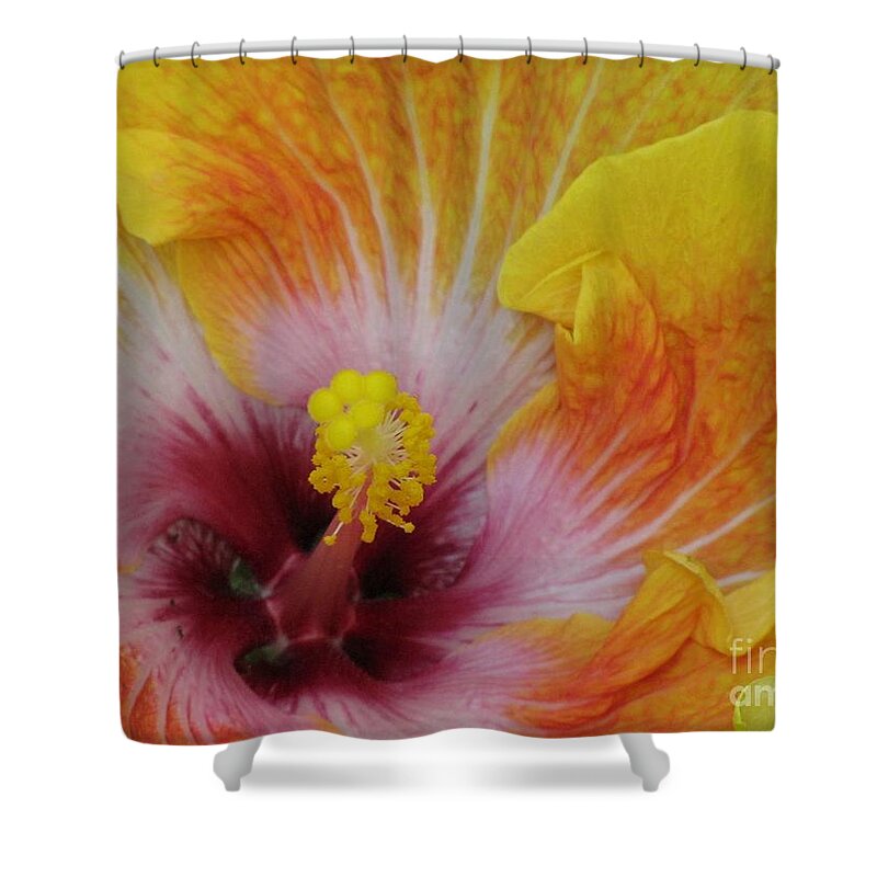 Hibiscus Shower Curtain featuring the photograph Hibiscus by Tam Ryan