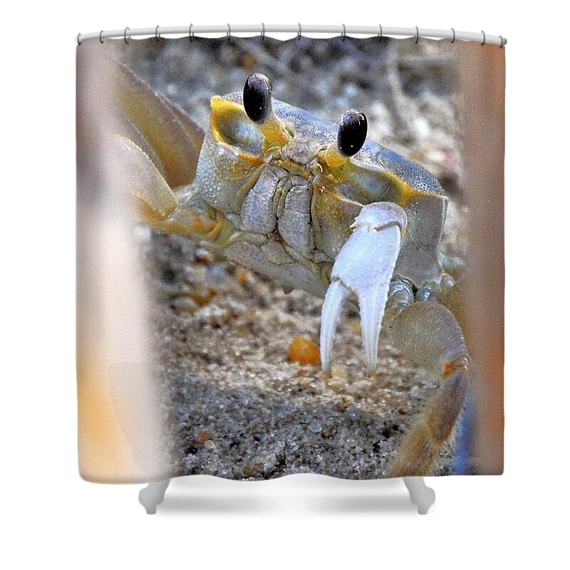 Crab Shower Curtain featuring the photograph Hidden Away - Sandcrab by Kim Bemis