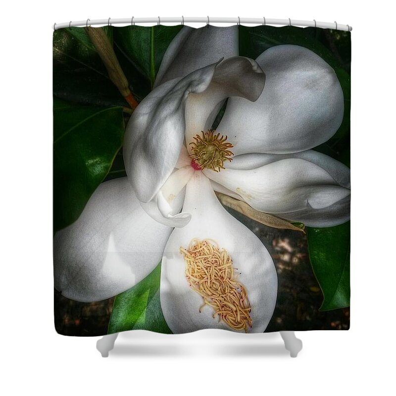 Magnolias Shower Curtain featuring the photograph Hidden Beauty by John Duplantis