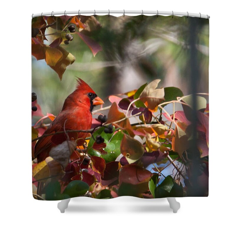 Redbird Shower Curtain featuring the digital art Hiding Away by Linda Unger
