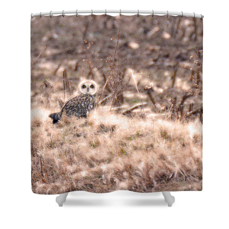 Short-eared Owl Shower Curtain featuring the photograph Hiding in plain sight by Tracy Winter