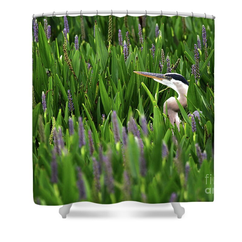 Great Blue Heron Shower Curtain featuring the photograph Hiding by Sabrina L Ryan