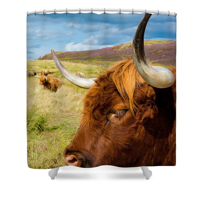 Cow Shower Curtain featuring the photograph Highland Cattle On Scottish Pasture by Andreas Berthold