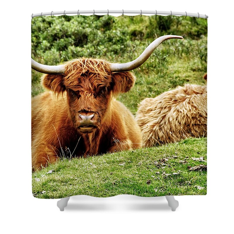 Scotland Shower Curtain featuring the photograph Highland Cows by Jason Politte