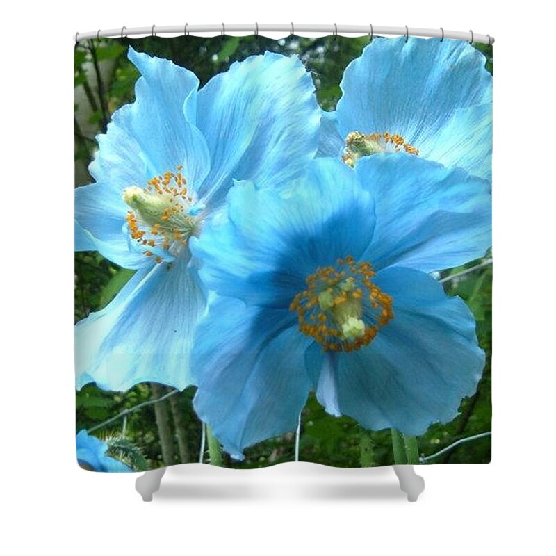 Rare Flower Shower Curtain featuring the photograph Himalayan Poppy by Sharon Duguay