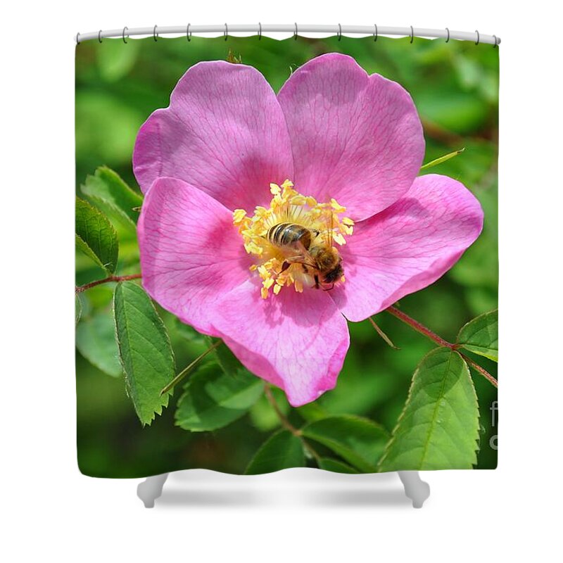 Rose Shower Curtain featuring the photograph Hip rose bloom with a bee by Martin Capek