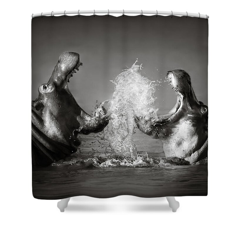 Hippo Shower Curtain featuring the photograph Hippo's fighting by Johan Swanepoel