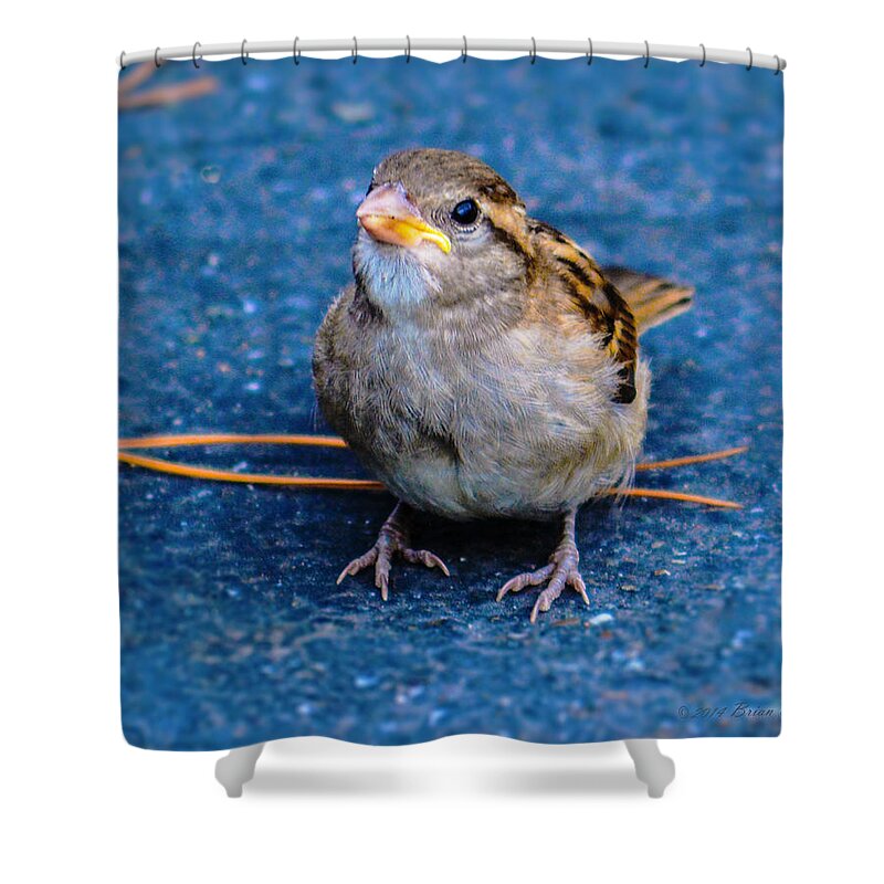House Sparrow Shower Curtain featuring the photograph His Eye Is On the Sparrow by Brian Tada