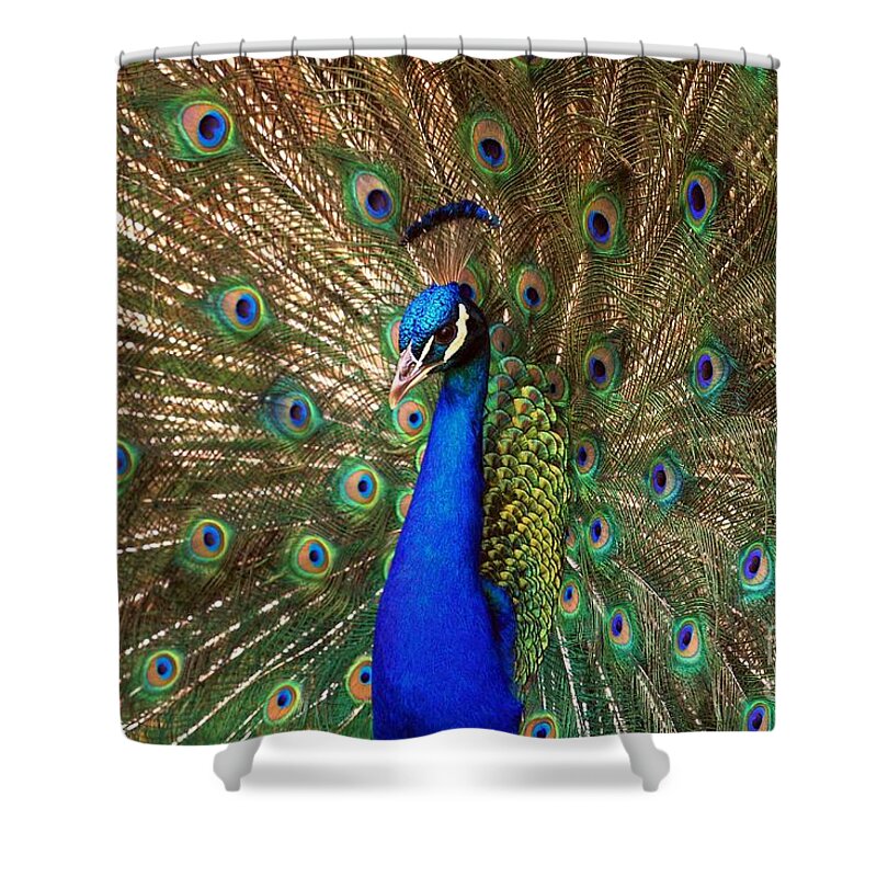 Bird Shower Curtain featuring the photograph His Majesty by Geraldine DeBoer