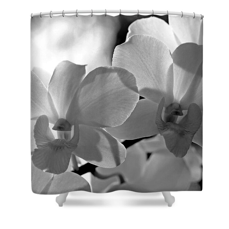 Orchids Shower Curtain featuring the photograph Hit by Light. White Orchids by Jenny Rainbow