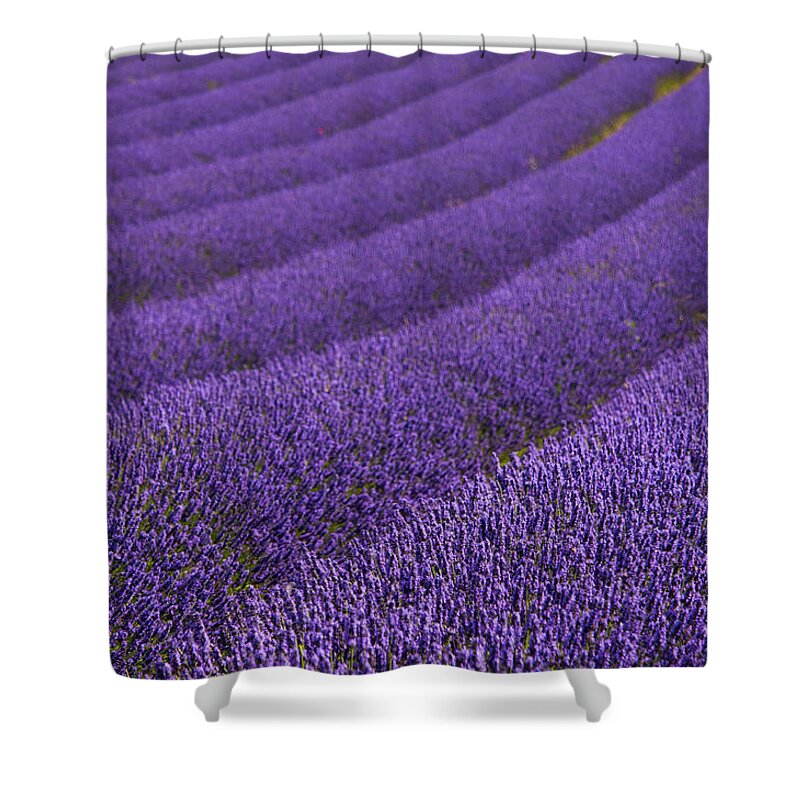 Purple Shower Curtain featuring the photograph Hitchin Lavender by Sergio Amiti