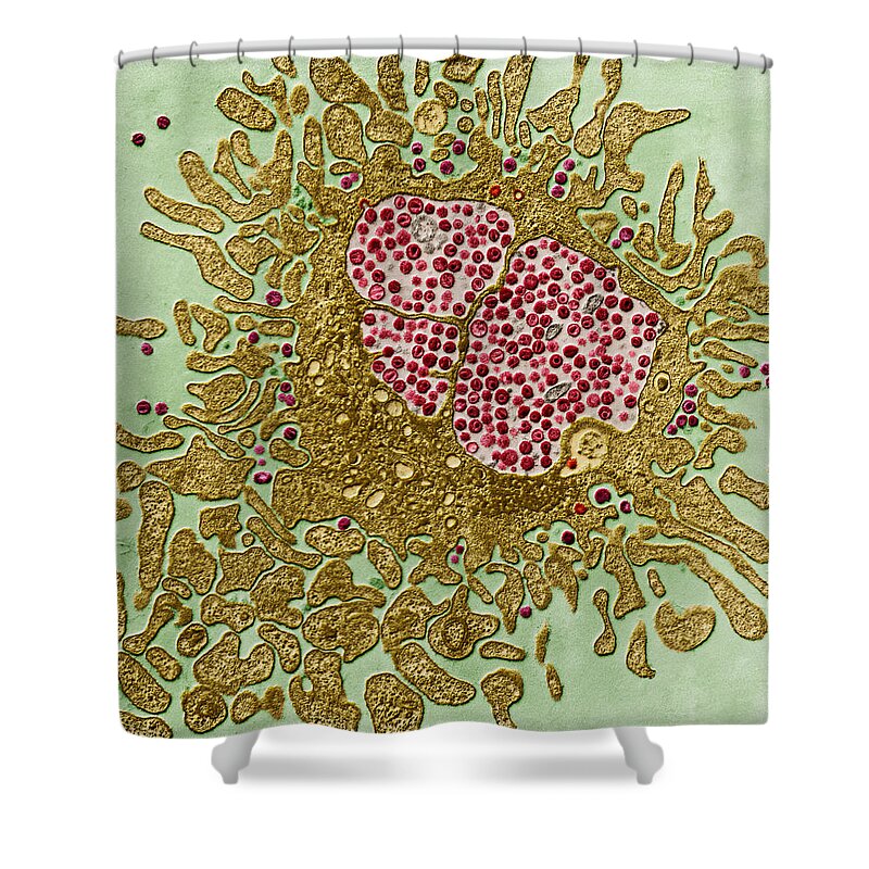 Viruses Shower Curtain featuring the photograph Hiv And Lymphocyte, Tem by Eye of Science